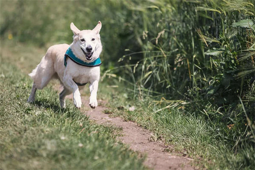 Pettorine per cani brachicefali: la guida completa per proteggere il tuo amico a 4 zampe